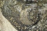 Enrolled Spiny Drotops Armatus Trilobite - Multi-Toned Shell #241161-8